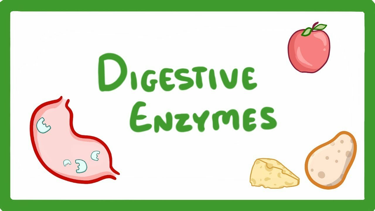 GCSE Biology - Digestive Enzymes #17